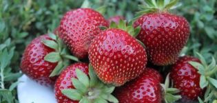 Ano ang mga varieties ng mga strawberry na mas mahusay na pumili para sa rehiyon ng Moscow para sa bukas na lupa, na lumalaki