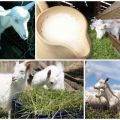 Cuando puede comenzar a beber leche después de parir una cabra, los beneficios y el valor del calostro
