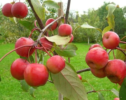 Beskrivning och kännetecken för olika Paradise-äpplen, plantering, odling och vård