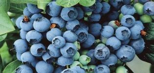 Beschrijving en kenmerken van de Bluegold blueberry-variëteit, plantregels en verzorging