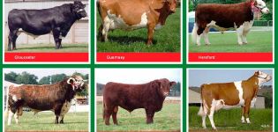 Characteristics and names of the best meat breeds of bulls, how to choose for fattening