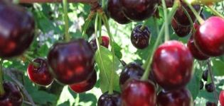 Vaisinių vyšnių veislės ir savybių aprašymas, girlianda, sodinimas ir priežiūra