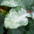 Ako sa zbaviť chryzantémových chorôb, hlavných škodcov a ich liečby