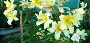 Beschreibung der Sorten von OT-Hybriden von Lilien, Pflanzung und Pflege auf freiem Feld