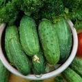 What to plant next year after cucumbers: is it possible to plant onions, potatoes, garlic and others