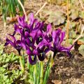 Beschreibung und Sorten japanischer Iris, Pflanz- und Pflegemerkmale