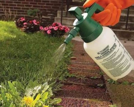 Instructions pour l'utilisation de l'herbicide Lontrel contre les mauvaises herbes