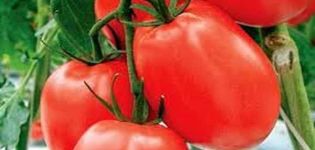 Beskrivning av tomatsorten Dinar, rekommendationer för odling och avkastning