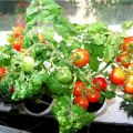 Egenskaper och beskrivning av tomatsorten Balkong mirakel, dess utbyte