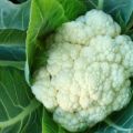 Varieties of the best varieties of cauliflower with names