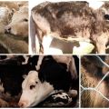 Epizootologia e sintomi della leptospirosi nei bovini, trattamento e prevenzione