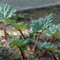 Waarom rabarberbladeren rood worden: ziekten en plagen en hoe ze te verwijderen