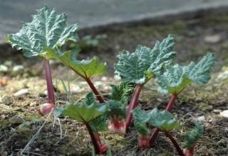 Why rhubarb leaves turn red: diseases and pests and how to get rid of them
