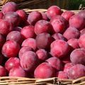 Vyšnių slyvų veislės „Nayden“ aprašymas, sodinimo technologija, priežiūra ir genėjimas