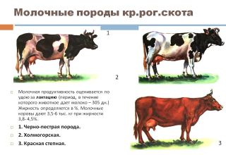 Vilka faktorer som påverkar mjölkproduktionen hos kor och bestämningsmetoder