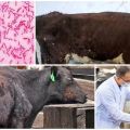 Симптоми и дијагноза паратуберкулозе код говеда, упутства за лечење
