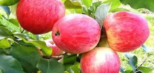 Beschrijving van de vroege aloë-appelvariëteit en opbrengstkenmerken