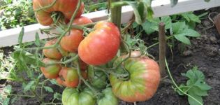Egenskaper och beskrivning av tomatsorter Dimensionless