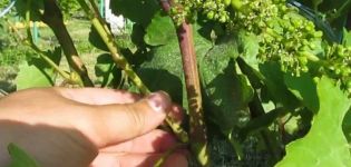 ¿Por qué necesita pellizcar las uvas en junio y julio y cómo eliminar correctamente el exceso de brotes?