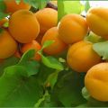 Beskrivning av aprikosvariet Zhigulevsky Souvenir, avelshistoria och fruktens egenskaper
