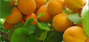Description de la variété d'abricot Zhigulevsky Souvenir, histoire de la sélection et caractéristiques des fruits