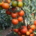 Charakterystyka i opis odmiany pomidora Klusha, jej plon
