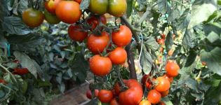 Klusha pomidorų veislės savybės ir aprašymas, derlius