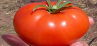 Egenskaper och beskrivning av tomatsorten Snezhana