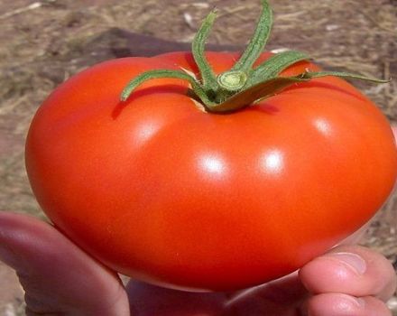 Caractéristiques et description de la variété de tomate Snezhana