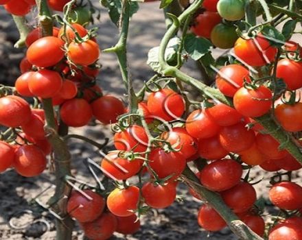 Beskrivning av den röda tomatsorten med kruka, kultivering och vård