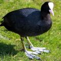 Имена и 5 сорти црних патки, коју је боље одабрати и како чувати