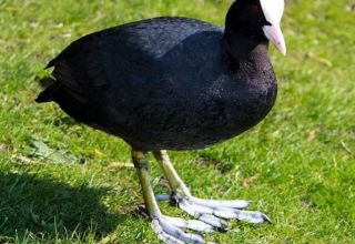 Имена и 5 сорти црних патки, коју је боље одабрати и како чувати