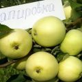 Beskrivning av äpplesorten Dotter Papirovka och särdragen i dess odling, urvalets historia