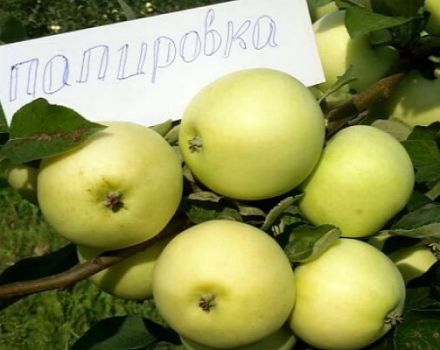 Opis odrody jabĺk Dcéra Papirovka a zvláštnosti jej pestovania, história výberu