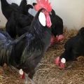 Карактеристике и опис пилића Минорца, правила држања