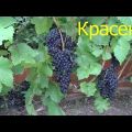 Beskrivning och egenskaper hos Krassen-druvsorten, avelshistorik och odlingsegenskaper