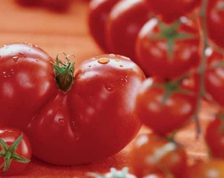 Περιγραφή της ποικιλίας ντομάτας Admiralteysky και τα χαρακτηριστικά της
