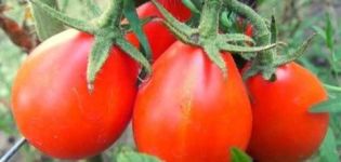 Pomidorų veislės „Raudona kriaušė“ aprašymas ir savybės