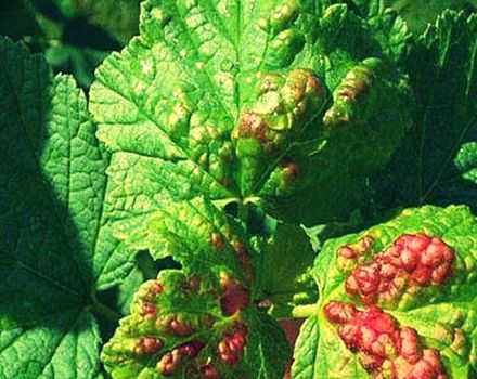 How to deal with currant anthracnose, symptoms and treatment of the disease