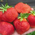 Egenskaper och beskrivning av Salsa jordgubbar, plantering och vård
