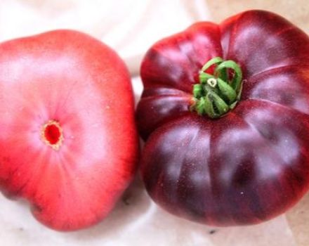 Egenskaper hos tomatsorter Azure Giant och Early Giant, recensioner och avkastning