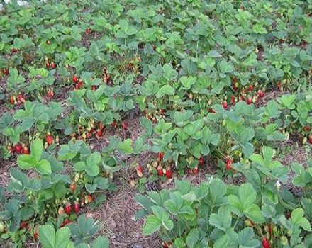 Is het mogelijk om verschillende soorten aardbeien naast elkaar op hetzelfde bed te planten?