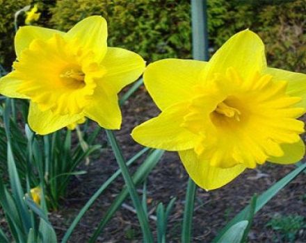 Description of the Dutch Master daffodil variety, planting and care rules