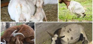 Cosa fare se una capra non si alza in piedi dopo il parto e i metodi di trattamento