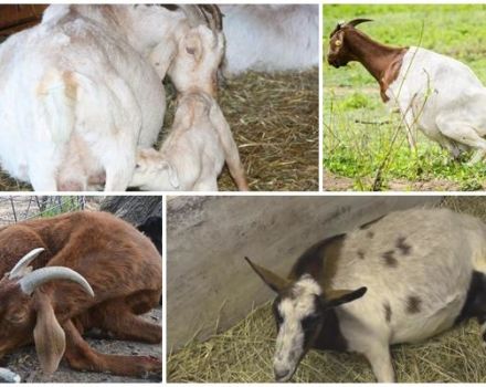 Što učiniti ako koza ne ustane nakon janjenja i metoda liječenja