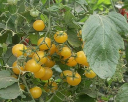 Opis sorte cherry rajčice žute, značajke uzgoja i njege