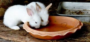 Instructions pour l'utilisation de l'iode pour les lapins et comment donner pour la prévention