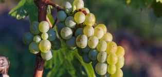 ¿Cómo se puede identificar una variedad de uva por la apariencia de las hojas y el sabor del fruto?