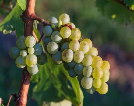 ¿Cómo se puede identificar una variedad de uva por la apariencia de las hojas y el sabor del fruto?