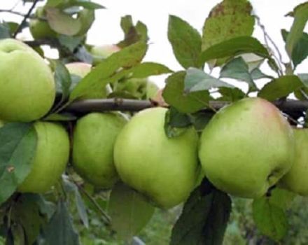 Egenskaper av äpplesorten Sokolovskoye, beskrivning av frukt, avkastning och vinterhårdhet